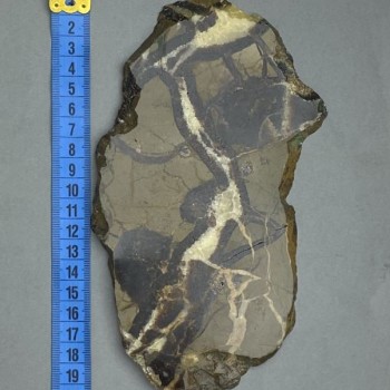 Placă decorativă din piatră naturală Septaria 19x11x0,9 cm ± (greutate 341 g)