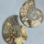 Amonit pereche, piatră de suvenir, diametrul 128 mm, greutatea 421 g (prețul pentru pereche)