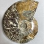 Amonit fosilizat mare, suvenir, 17×13×4 cm, ± greutate 1040 g