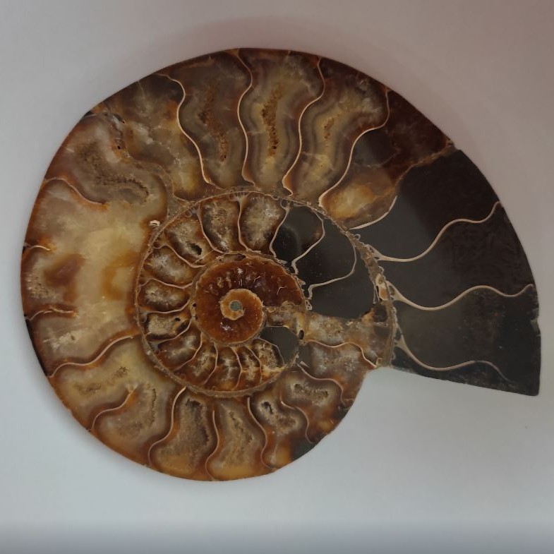 Piatră-souvenir amonit 15,5×12,5 cm, greutate 384 g