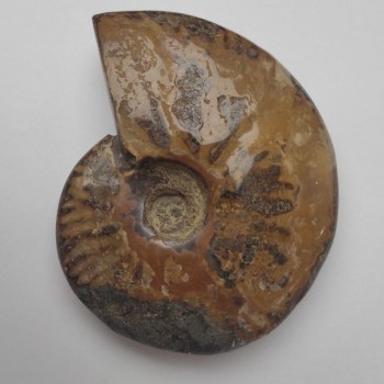 Ammonit fosilizat, întreg, suvenir 12×9,5×3 cm +- (preț pentru 424 g)