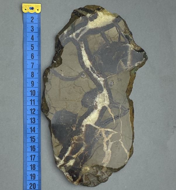 Placă decorativă din piatră naturală Septaria 19x11x0,9 cm ± (greutate 341 g)